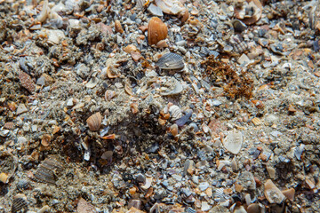Wet crushed sea shells texture on a   beach, abstract texture
