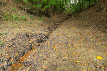 A small stream flows through a muddy forest ground