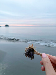 Hermit crab in a woman's hand against the ocean, in the evening. Rest, relaxation, studying crabs in their natural habitat, nature, pink sunset