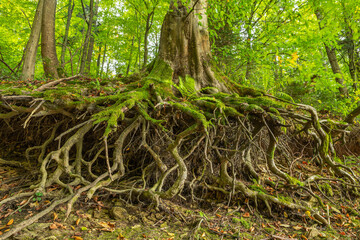 Twisted tree roots covered with green moss