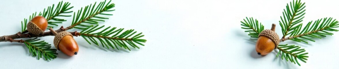 Green fir sprigs with several acorns arranged artistically on white , winter, autumn