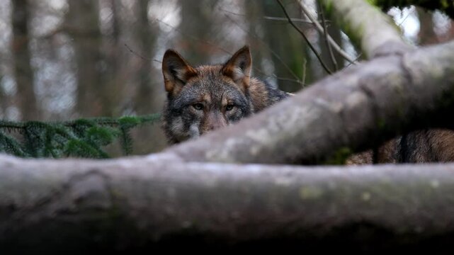 a wolf in a forest 4k 30fps video