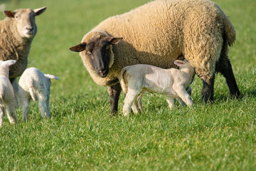 A ewe lovingly nurses her lamb in a lush green pasture, with other lambs and sheep peacefully...
