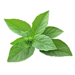 Fresh Green Herb Leaves Isolated on White Background