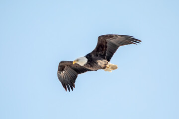 A bald eagle soars in the clear blue sky on a winter day in Iowa, showing the length of its wingspan.