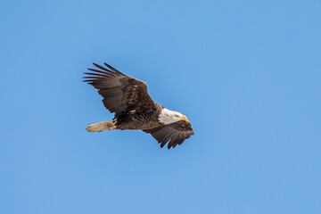 A bald eagle flies in the clear blue sky on a winter day in Iowa, showing the length of its wingspan.