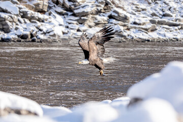 Snowy animal landscape of a bald eagle fishing in the river on a winter day in Iowa. 
