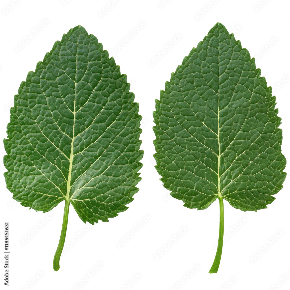 Poster close-up view of two green leaves with intricate veins and texture