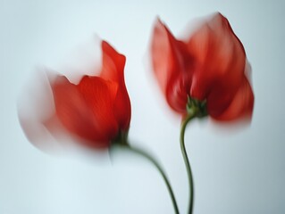 two red flowers in motion with light background