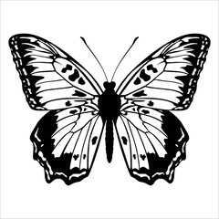 Black monochrome Butterfly Silhouette Vector illustration