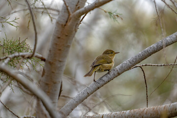 Canary Islands chiffchaff (Phylloscopus canariensis) sitting on a twig in a tree in Maspalomas, Gran Canaria, Spain