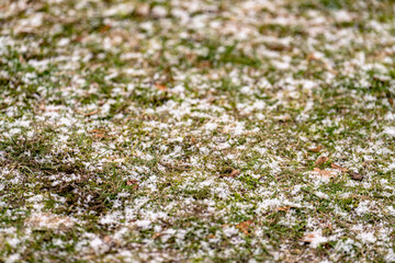 green grass background