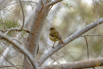 Canary Islands chiffchaff (Phylloscopus canariensis) sitting on a twig in a tree in Maspalomas, Gran Canaria, Spain