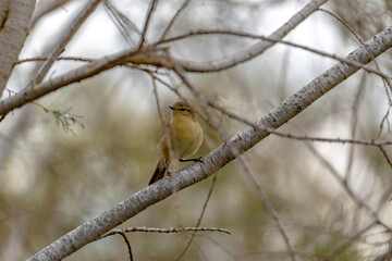 Canary Islands chiffchaff (Phylloscopus canariensis) sitting on a twig in a tree in Maspalomas, Gran Canaria, Spain