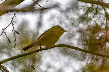 Canary Islands chiffchaff (Phylloscopus canariensis) sitting on a twig in a tree in Maspalomas, Gran Canaria, Spain