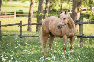Standing palomino quarter horse mare in a paddock 