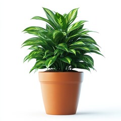 Fototapeta premium Green houseplant in a terracotta pot isolated on a white background, showcasing vibrant, shiny leaves.