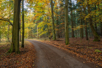 Autumn scenery with forest road. Mystical woodland. Nature landscape