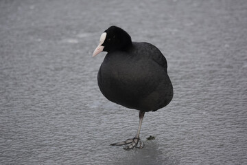Eurasian Coot (Fulica atra) on an icy lake
