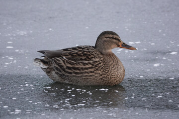 Female mallard duck (Anas platyrhynchos) on an icy lake