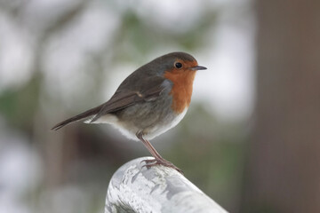 A European Robin (Erithacus rubecula) in winter