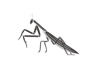 praying mantis,black and white