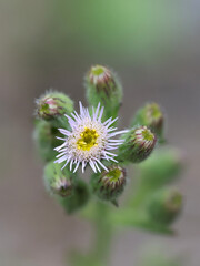 Erigeron acris, also called Erigeron acer, commonly known as Blue Fleabane or Bitter fleabane, wild flowering plant from Finland
