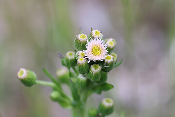 Erigeron acris, also called Erigeron acer, commonly known as Blue Fleabane or Bitter fleabane, wild flowering plant from Finland