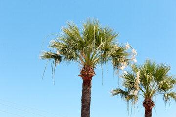 Palm Tree