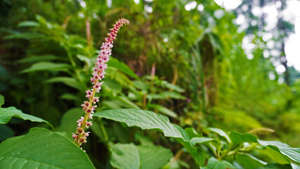 Close-Up of Pink  Pokeweed Flower in Green Forest Surroundings
