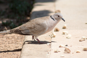 Eurasian Collared Dove