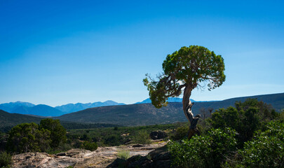 Solitary Juniper Tree Against a Stunning Mountain Backdrop at Black Canyon of the Gunnison National Park, Colorado