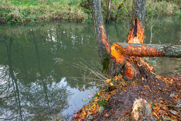 Fresh beaver chewing signs on the riverside trees