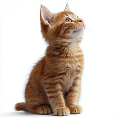 Obraz premium Ginger kitten sitting, looking up, white background.
