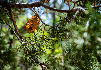 Golden Leaf in Nature's Embrace: A Bright Moment Among the Pine Needles at Mount Charleston, Nevada