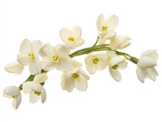 Fototapeta premium a sprig of white snowdrop flowers on a white background