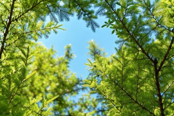 Fototapeta premium Lush Green Coniferous Branches Sunny Sky Nature Background