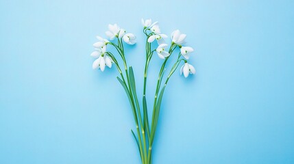 Fototapeta premium Flat Lay Composition of Snowdrop Flowers on Bright Blue Background