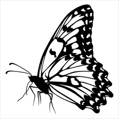 Black monochrome Butterfly Silhouette Vector illustration