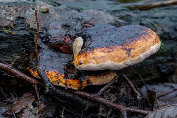 mushroom tinder with the Latin name Fomitopsis pinicola in the autumn forest