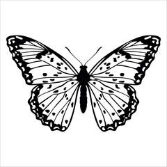 Black monochrome Butterfly Silhouette Vector illustration