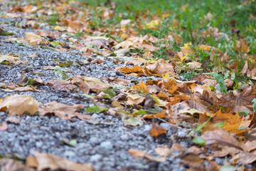 
A path covered with fallen autumn leaves. The leaves range in color from yellow to brown and form a colorful carpet on the ground.