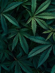 Photo of Cannabis Leaves Against a Dark Background