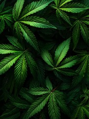 Photo of Cannabis Leaves Against a Dark Background