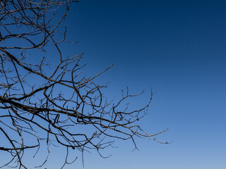 tree branches against blue sky