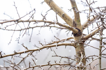 empty branches with thorns in winter.