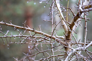 empty branches with thorns in winter.