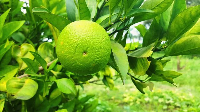 Bergamot orange. Citrus fruits of sour orange bergamot riping on thee close up.green Fruits of Bergamot orange on tree, Citrus bergamia. green