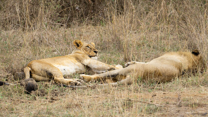 Two young lionesses relaxing in grassy woodland of Serengeti, Tanzania,