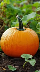 Fototapeta premium beautiful pumpkin